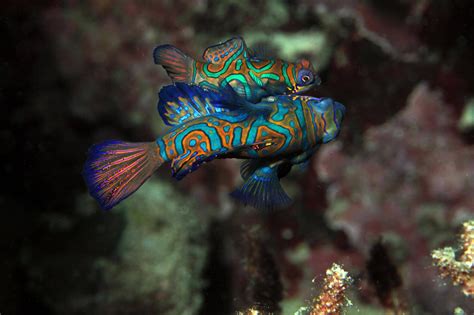 cute fish real|9 Cutest Fish Species To Your Heart .